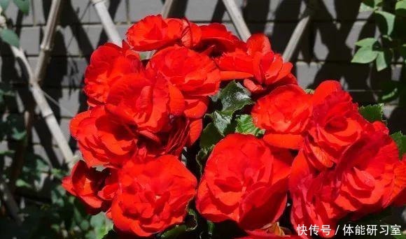 秋天的院子,养点喜欢的花,乐得自在!