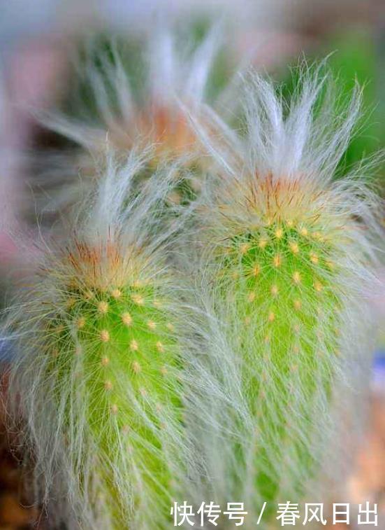 新手养花 不如养观赏精品 老乐柱 习性强健 生长快捷 快资讯