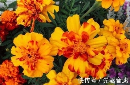 人族|桃花朵朵，旧爱眷恋，旧缘重逢，破镜重圆，感情进展顺利！