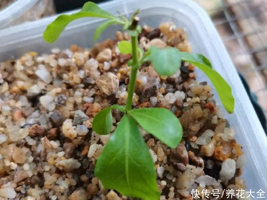 7种“落地生根”花，春天多插几棵，成活率特别高