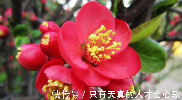 蟹爪兰|养花就养个花期长的,花大色艳,人见人爱,养100盆也不多!