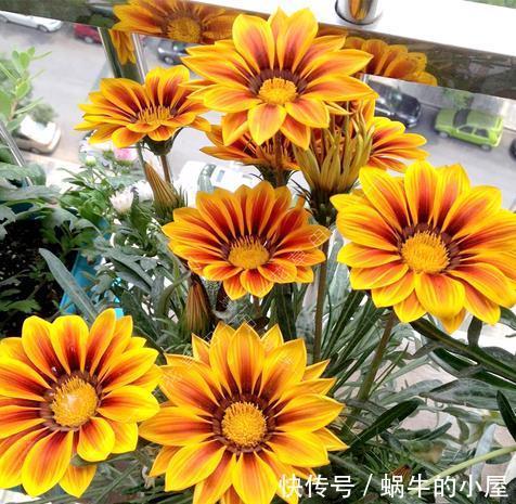 三角梅|7种“泼辣花”,耐晒又抗热,40度高温使劲晒,花苞满满晒出来