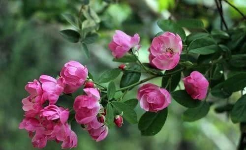 五一小长假,走进花的海洋,品读几首蔷薇花的诗吧