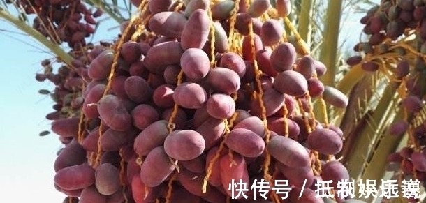 常吃|農村一種不常見的果子，可能很多人不認識，不過常吃可以保護肝臟