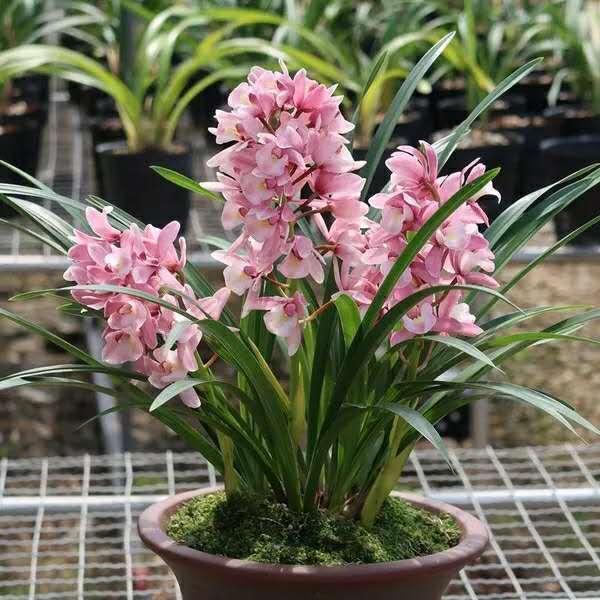 给花换盆、换土、切记2个“小关键”，不然可就白换了！