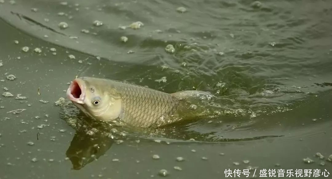 钓鱼|鲤鱼、鲫鱼和青鱼吐泡泡是什么样?图解鲤鱼鲫鱼青鱼的吐泡样式