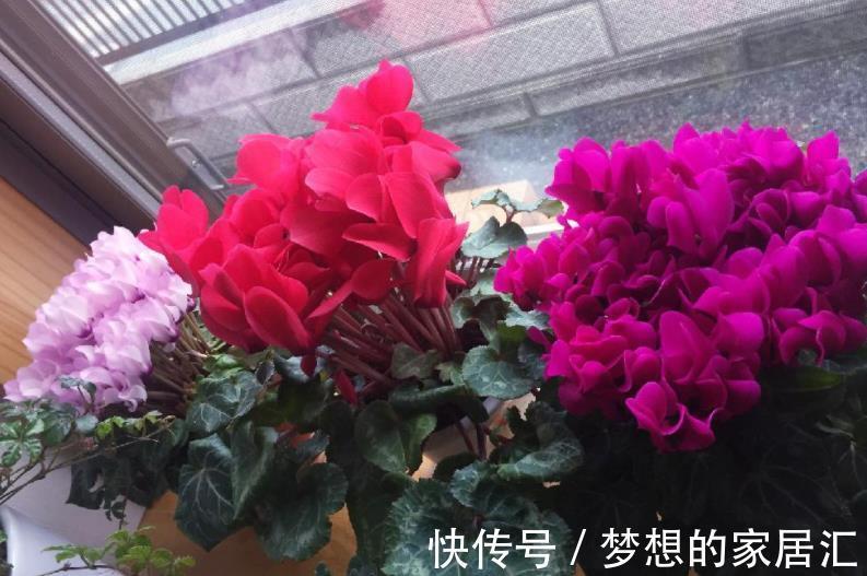 株苗|养花用得花盆越大越好?不!这3种漂亮花偏爱住“小房子”