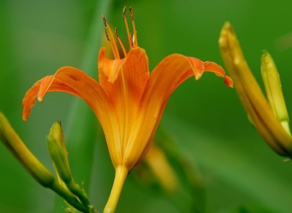 家有异味，养这款“香香花”超级棒，堪比顶级香水，花香醉人
