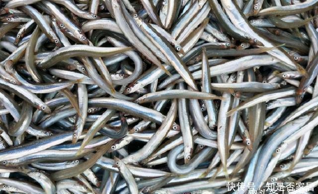 养殖|老渔民:5种鱼,目前无法人工养殖,全是纯野生,便宜又好吃!