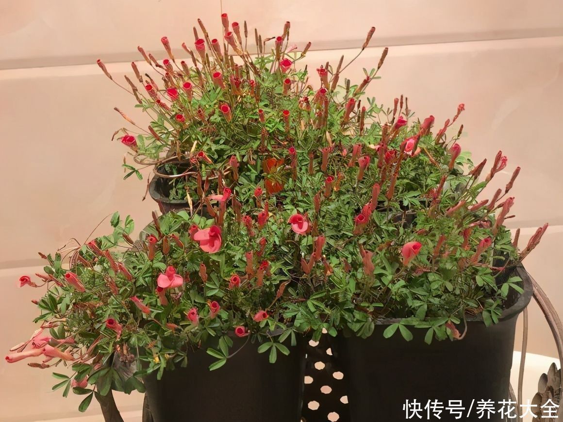 半个月|半个月没太阳,给花开浴霸补光,竟然开了300朵