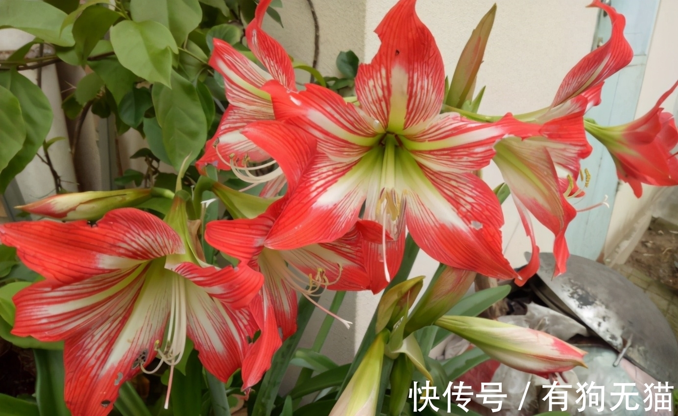 叶片|朱顶红开完花剪掉残花,教你3点“养球”,1步催花,花开会更多