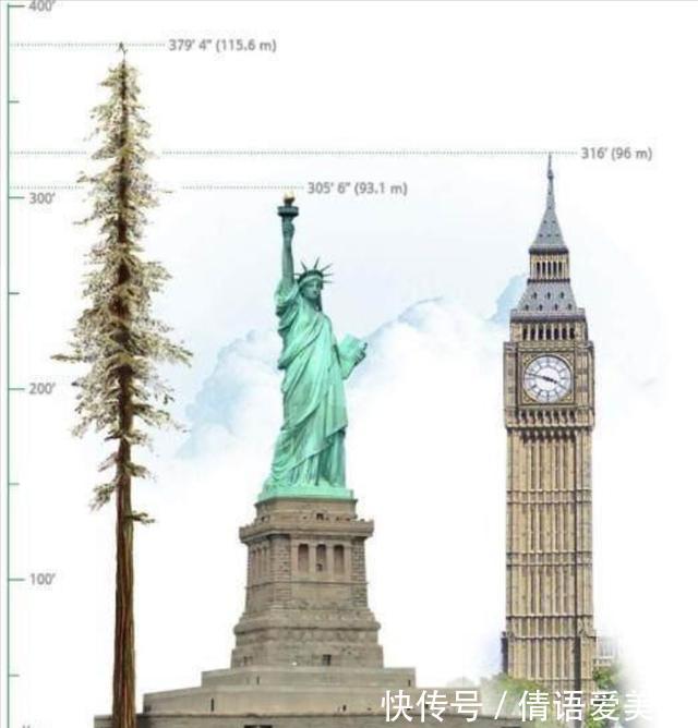 大树|地球上5棵摩天大树,一棵比云层还高8英尺,我国这棵被叫望天树