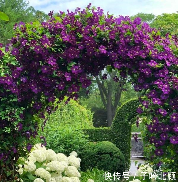 养花有3个“讲究”,执行到位,家里院子和露台“美如仙境”!