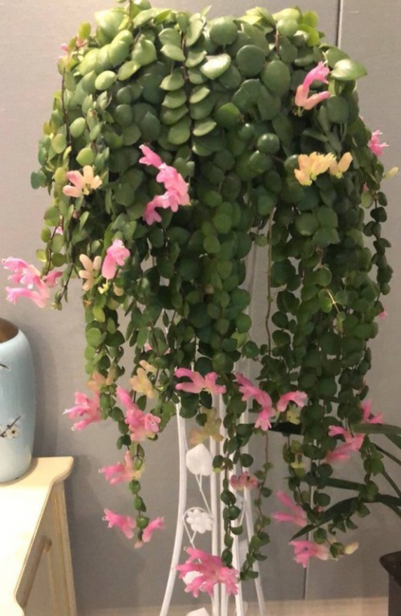 口红花|最受欢迎的8种吊兰,每一种都特别爱疯长,挂起来能变窗帘!