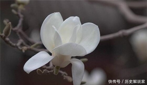  玉兰花|白玉兰的生长环境如何？玉兰花寓意是什么？