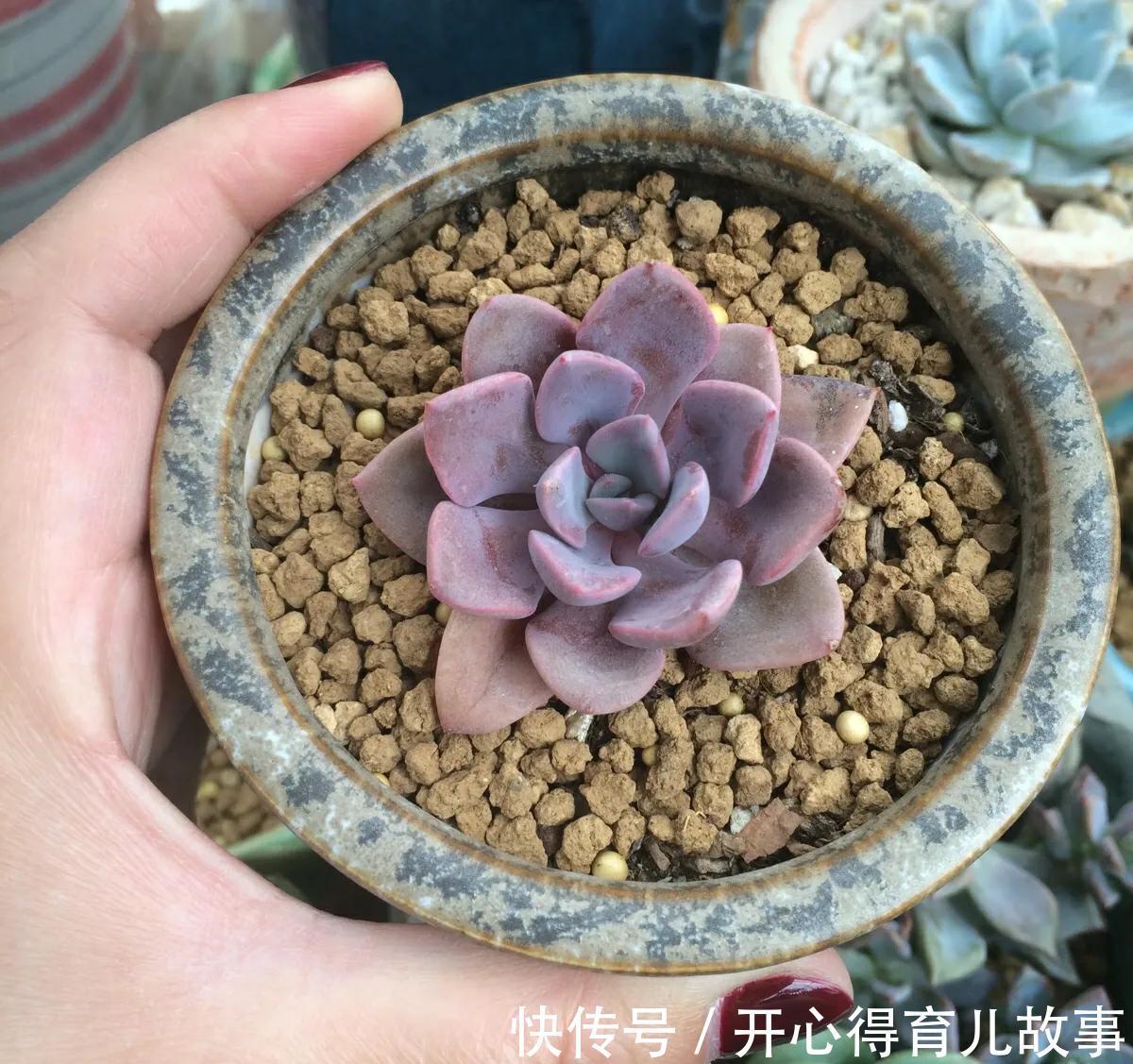 多肉能不能淋雨,真正懂的人并不多,别再傻傻避雨