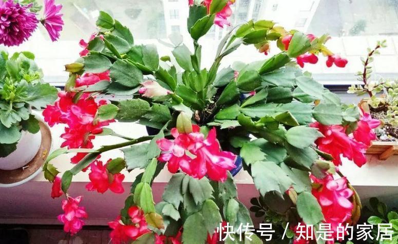 光照|秋天养蟹爪兰，解决好这4件事，茎叶长得茂盛，开花格外漂亮