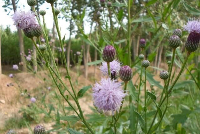 清热解毒|农民恨之入骨的野草,却能清热解毒消肿祛淤,健脾和胃,你认识吗