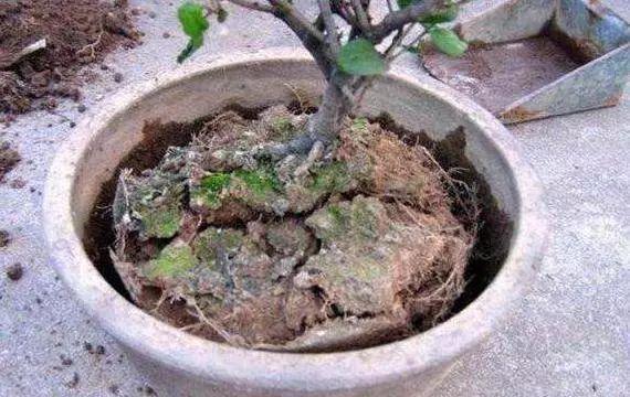 液体|养花的土太结实倒进去“1种”液体,5分钟后,土壤疏松又透气