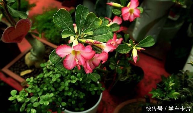 做对这些,沙漠玫瑰根系肥硕,开花娇艳,成为最美盆景!