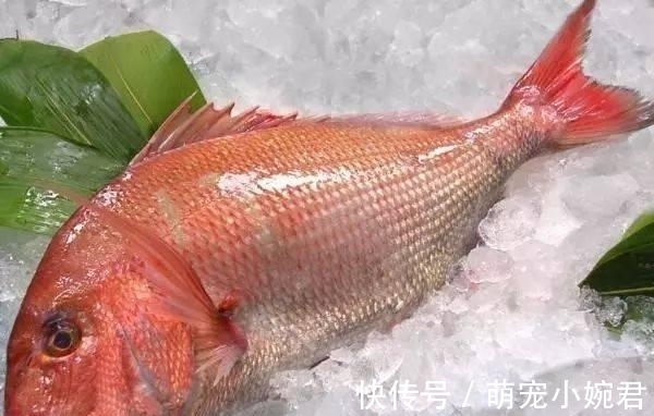 闽南最好的六种海鱼，午笋排第一，只要用豆豉，便能炣出美味