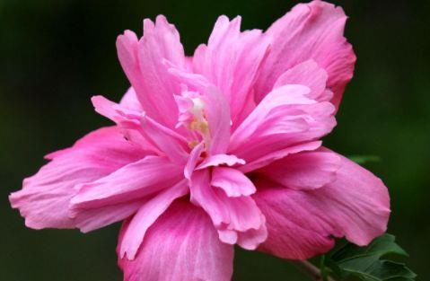 十足|家庭养花选它,开花漂亮像玫瑰,仙气十足