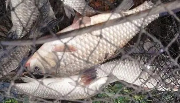 蚯蚓钓鱼不能乱用,教你正确的方法,让你轻松获鱼,实用