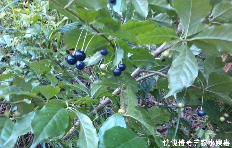 农村一种神奇植物,叶子可以用来做凉茶,如今一斤能卖50块钱