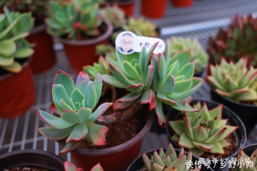 火莲花|这种多肉鲜艳漂亮,而且容易养出老桩缀化,适合新手