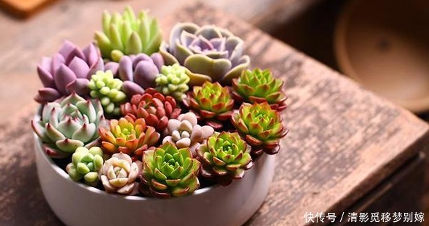 夏季|这四种花，通风尤为重要，好养花期长，嗖嗖长爆盆，一天开不停