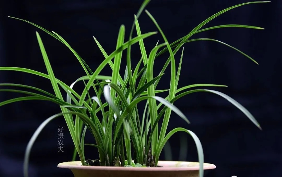 老苗|如何把春兰叶片养矮壮?磷酸二氢钾的另类用法,兰友们可以试试