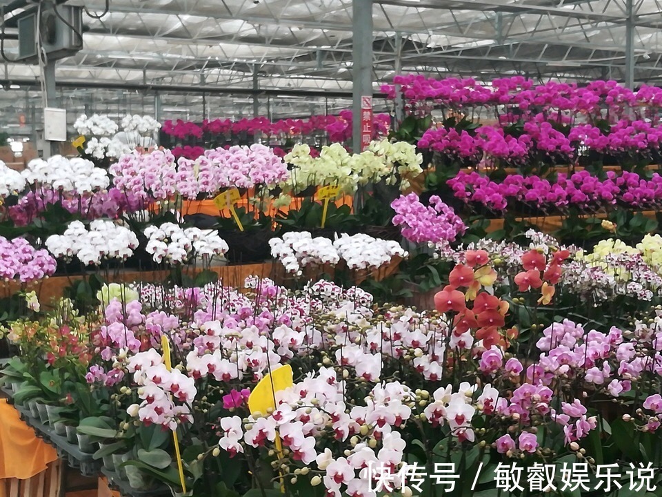 养花“杀手”都有的5个毛病,难怪买花“养1盆死1盆”,要改正了