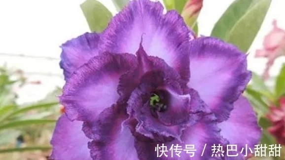 农历9月初7寒露后，养什么花？以下3种花，财源广进富贵吉祥