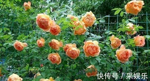 5款藤本月季,号称“开花机器”,花色美花期长,值得拥有!