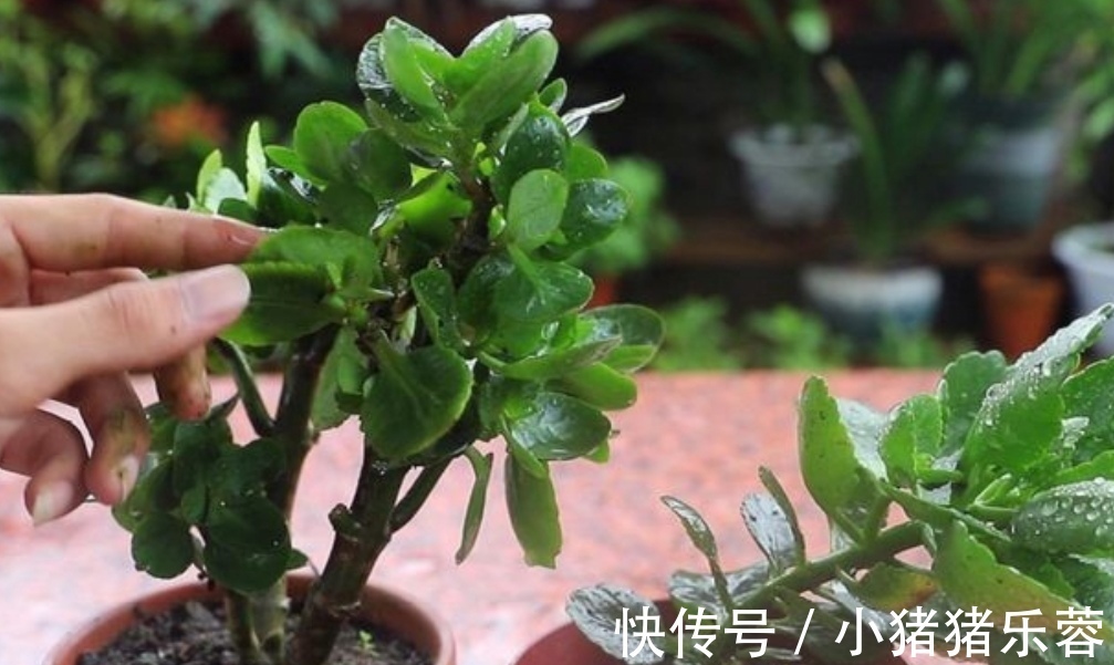 夏天|天热了，5种花已经“休眠”，切记不能频繁浇水
