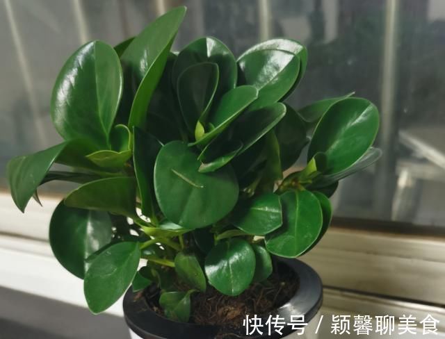 家里有6种花，赶紧擦点啤酒，保管长得绿油油，效果比施肥还好