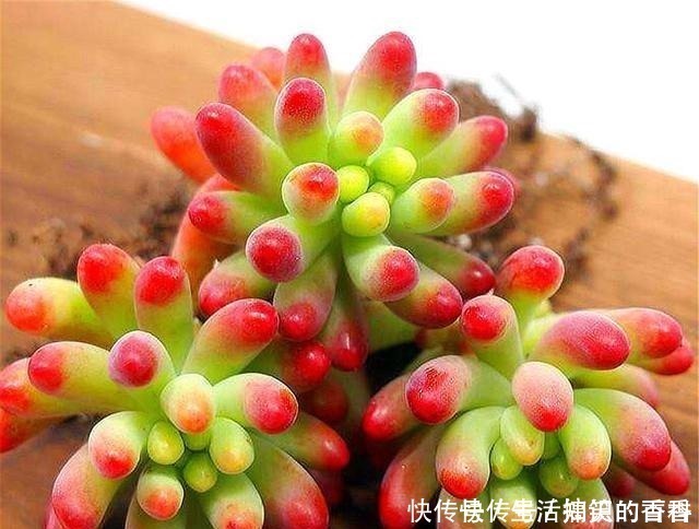 叶片|乙女心是多肉界的“奇葩”，养护方法与众不同，美起来玫瑰都失色！