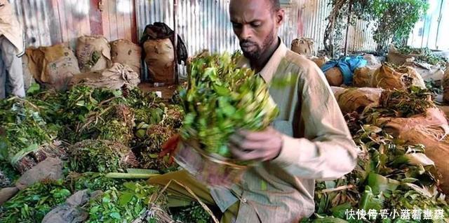  唯一以“树叶”为食的国家，当地人吃到脸变形，还忍不住天天吃