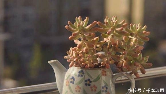 多肉界极好养活的品类——乙女心,人人都可以养成老桩