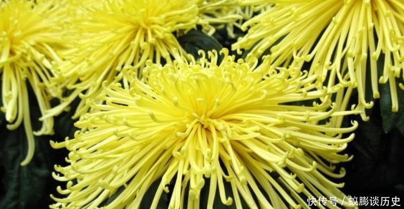 菊花|白居易最经典的一首咏菊诗,通篇意境高远,不失为一首难得的佳作