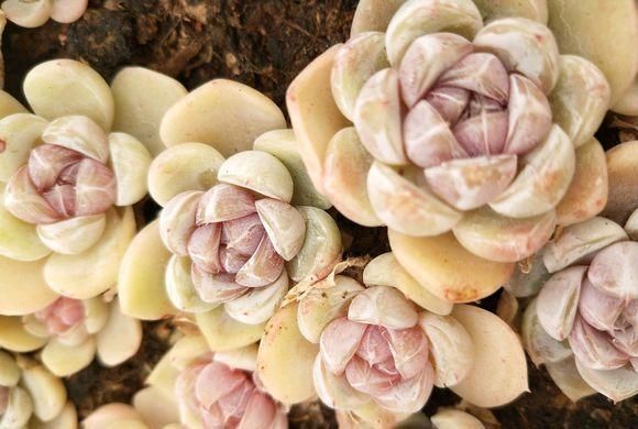 当年的贵货多肉，变成了烂大街的便宜货，暴风哭泣