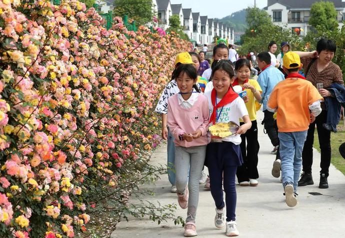 东阳这片月季玫瑰花海绽放，五一相约去浪漫打卡！