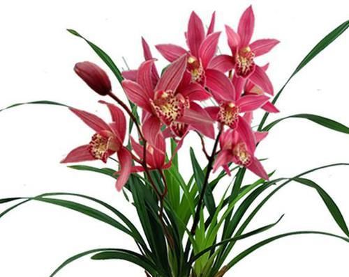 开花|比玫瑰还妖艳的兰花,花色鲜红如火,香味似香水,年头开花到年尾