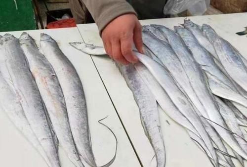 买带鱼时,别光看大小,学会3买3不买,轻松挑到优质好带鱼