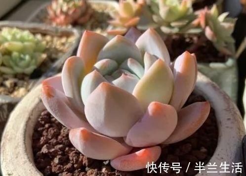 多肉干瘪好像小老头?原因有三种,学会了顺利过冬,长成小胖娃!