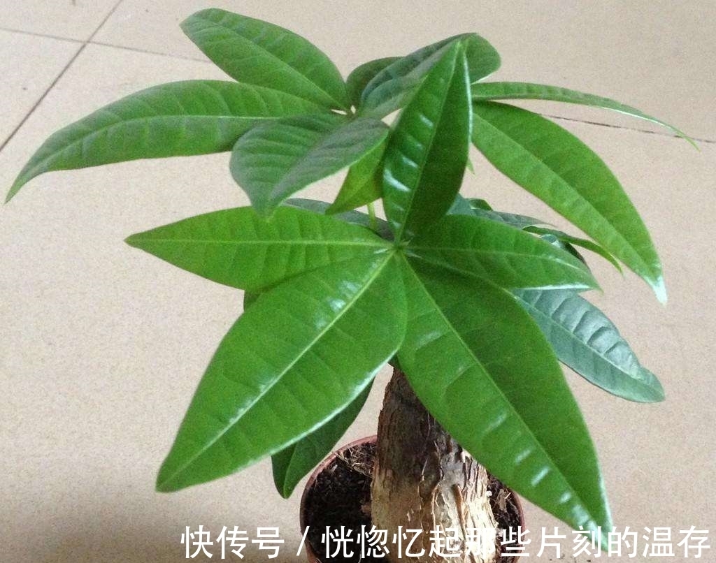 休眠期|怎么养发财树盆栽?跟老花农学几招,想养不好都难!