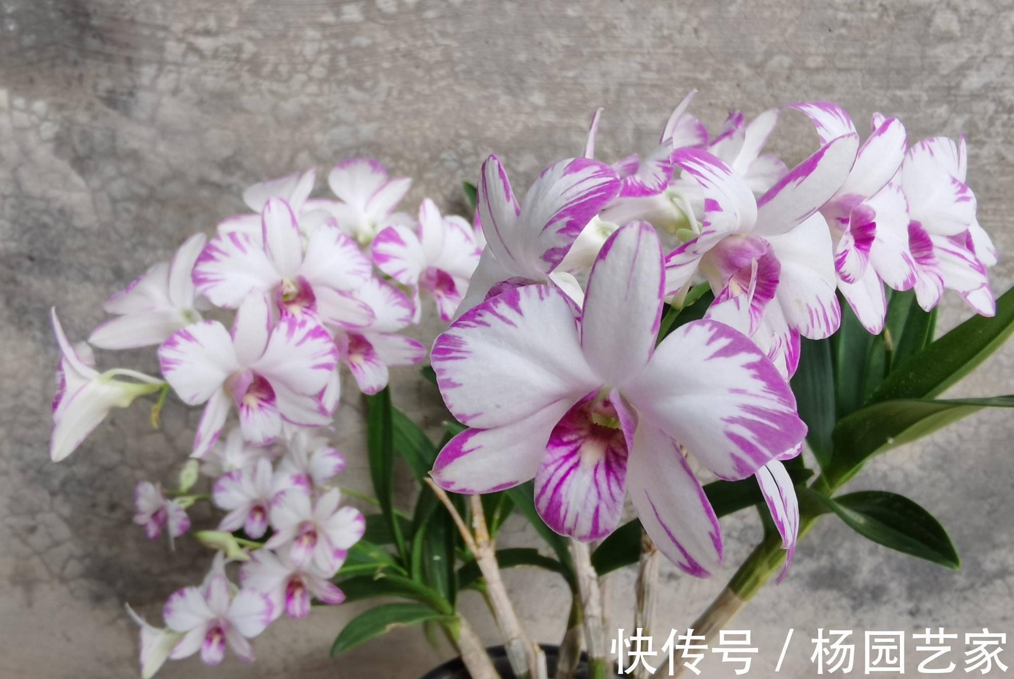 阳台上|可以养卫生间的3种花,叶油绿花漂亮,吸湿气去异味,长势好