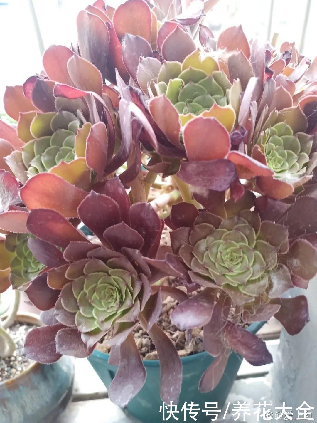 花苞|3种花，开花就会死，长花苞就赶紧剪掉