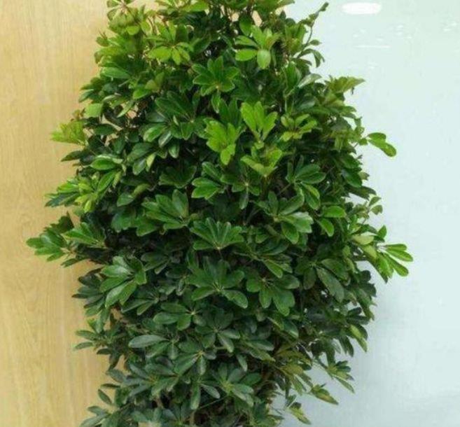鹅掌柴鹅掌柴|4种花适合养家里,好养漂亮,清新养眼,越来越多人在养