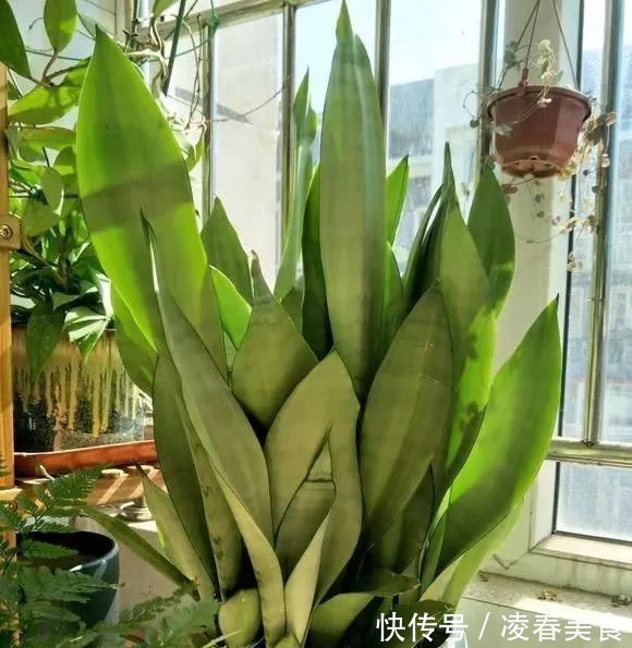 虎皮兰|这16种花冬天越浇越死,3个月不管,反而长高个